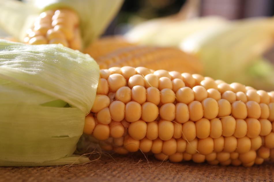 Corn On The Cob Nature