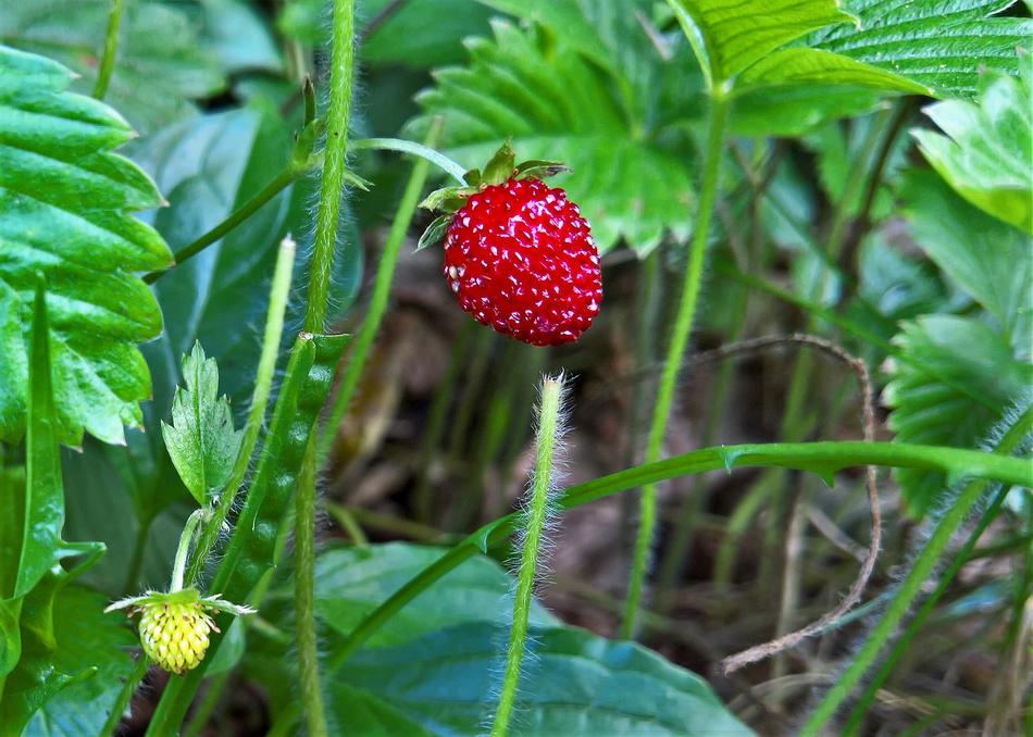 juicy strawberry, close-up