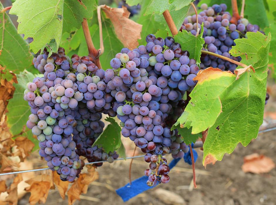 Grapes Ripe Sweet