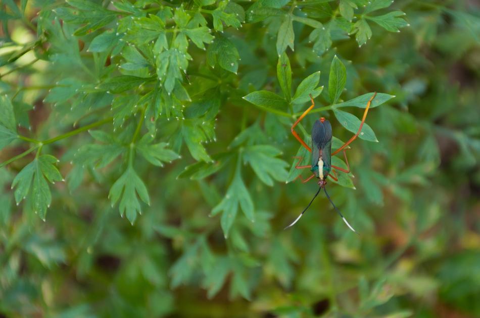 Leaf Nature Plant