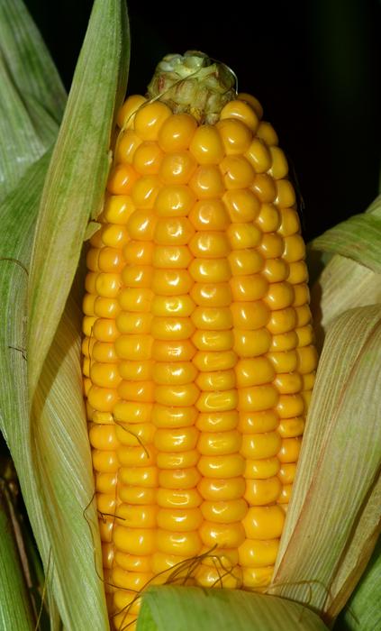 Corn On The Cob Food