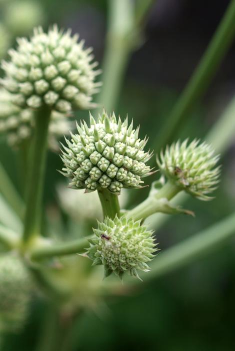 Nature Flora Food