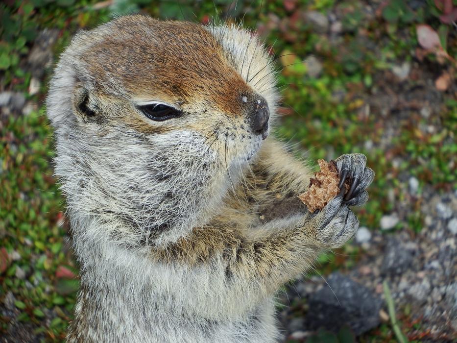 Gopher Hamster The Ground