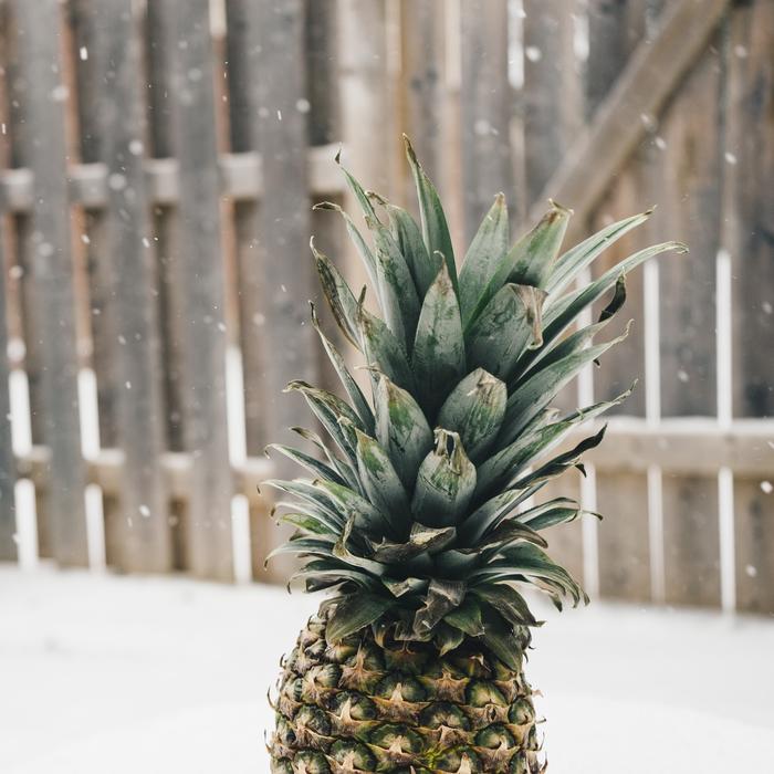 Pineapple on Snow in Winter