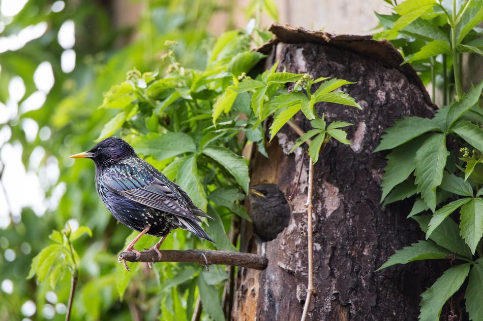 Star Box Bird in nature