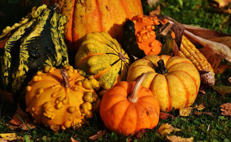 Pumpkins Decorative Squashes