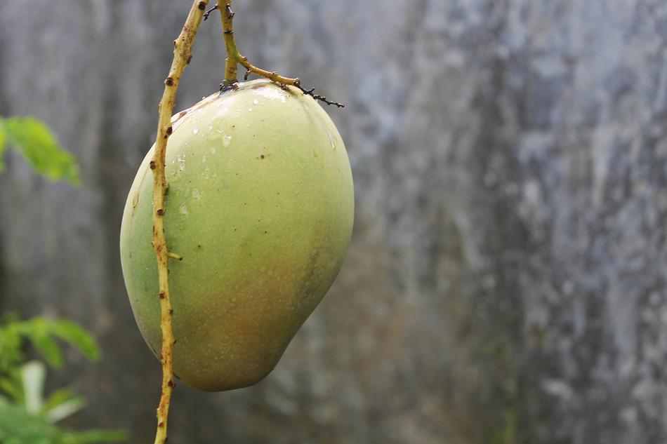 Fruit Mango Fresh