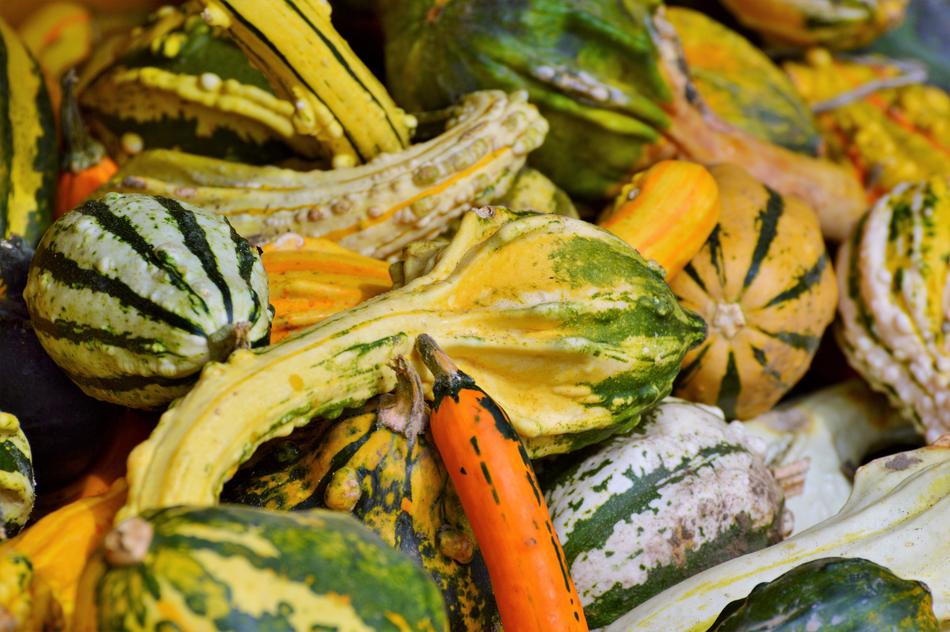 pumpkin-fruit-orange-free-image-download
