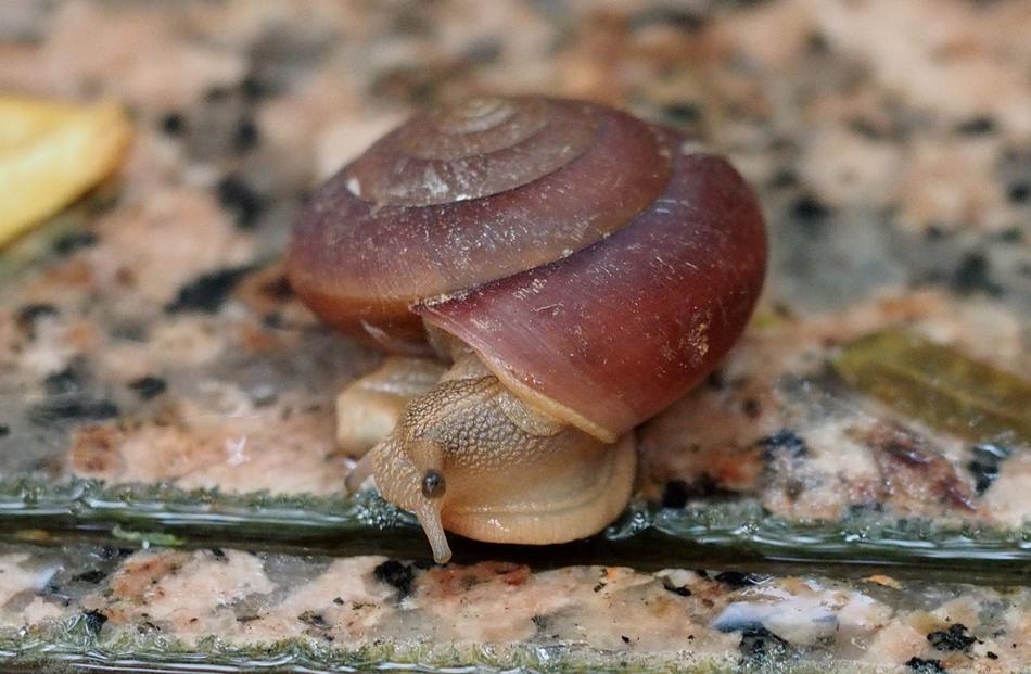 natural wild Snail