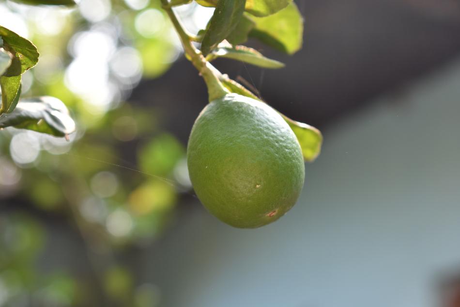 Lemon Fruit in Nature