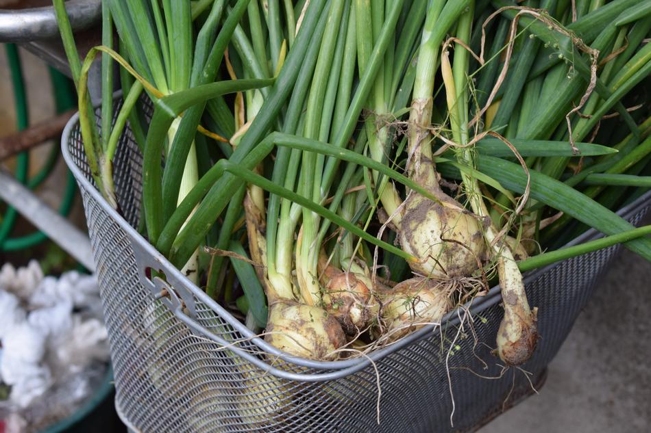 Cultivation Onion Grow