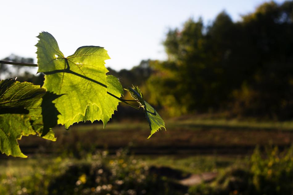 Sheet Greens Sprig
