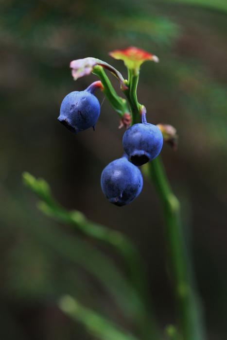 Blueberry Blueberries Berry