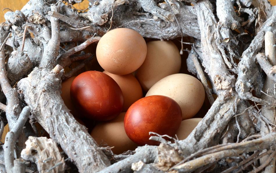 Egg Easter Eggs Eat
