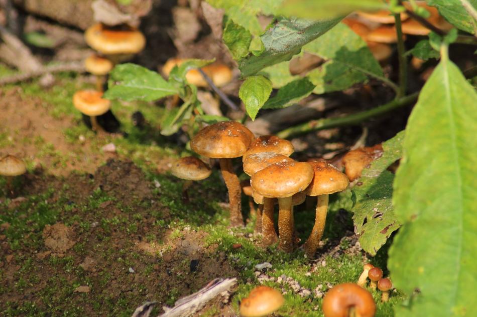 Mushroom Nature Food