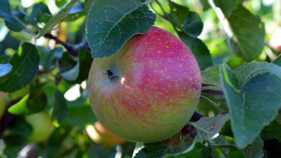 Apple Fruit Boskop