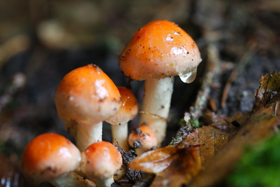 Mushroom Rac Autumn