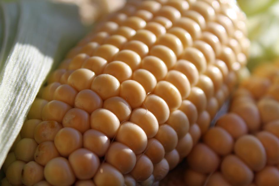 Corn On The Cob Nature