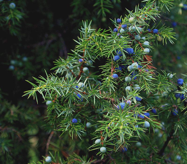 Juniper Fruitful Autumn