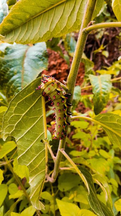 Leaf Nature Plant