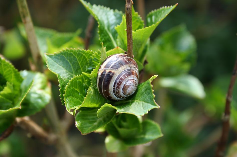 Nature Sheet Food