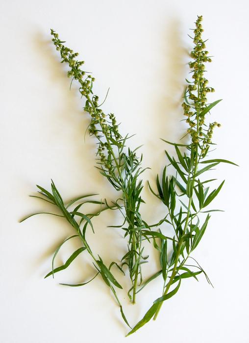 Tarragon Spice Herbs