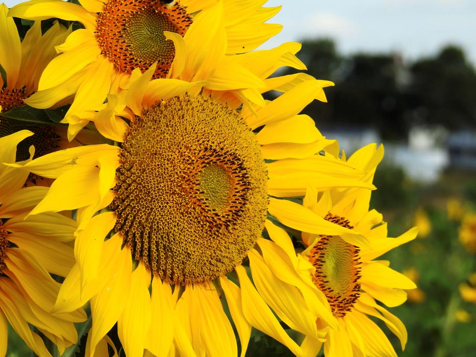 Flower Sunflower Yellow