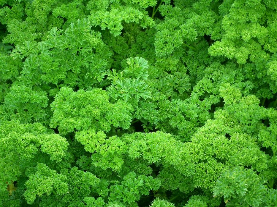 Lots of greens for cooking