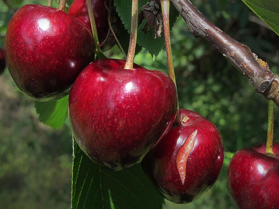 Sweet Cherries branches