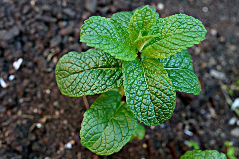 Mint Green Fingers Vegetable Patch