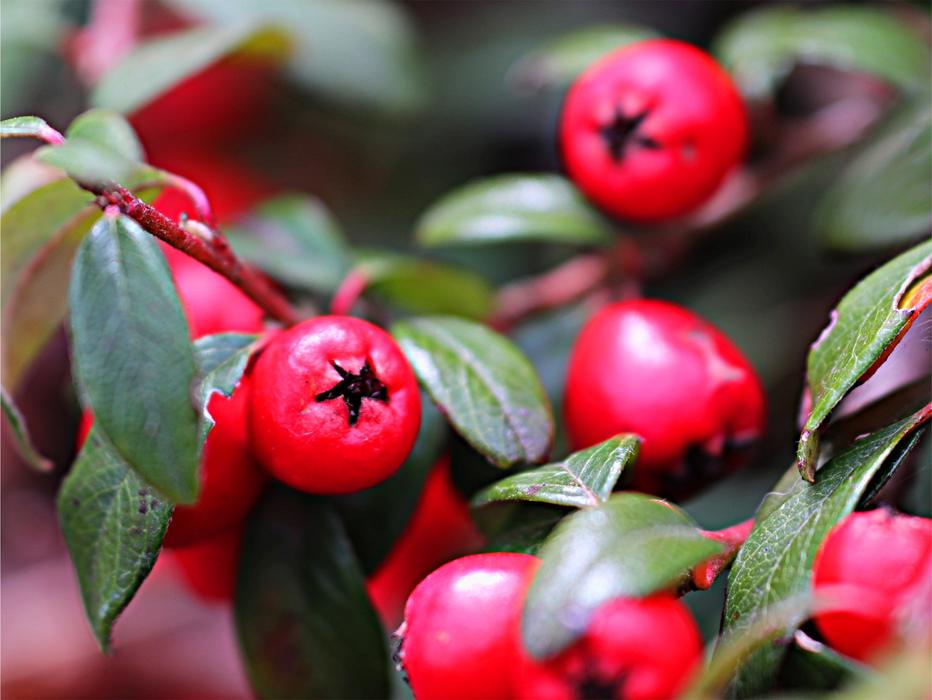 Natural red Berries