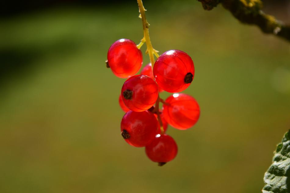 Currants Close Up Plant