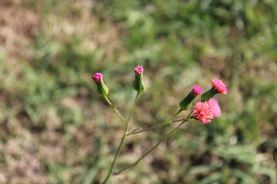 Flower Of The Field Small