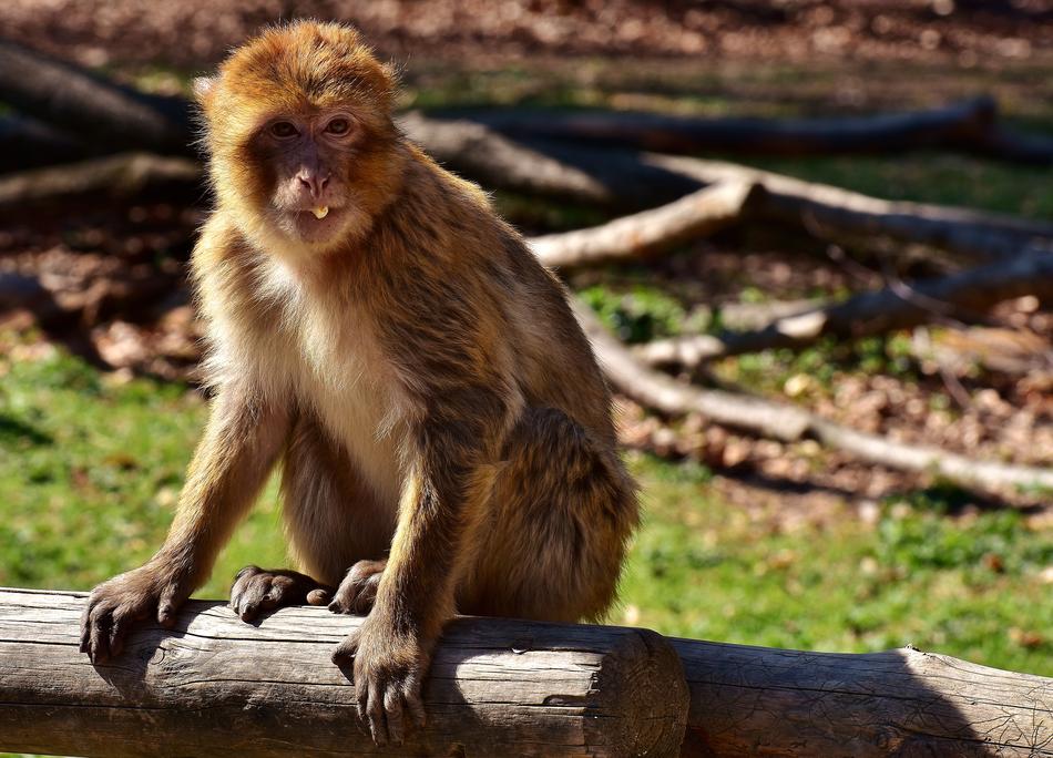 Barbary Ape Eat Food Endangered