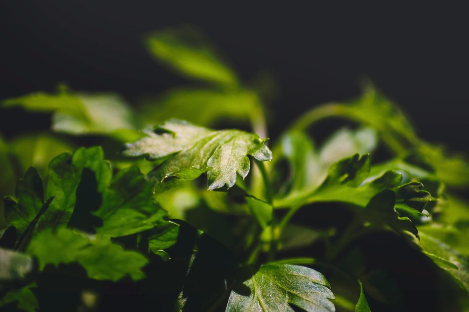 Parsley Food Fresh