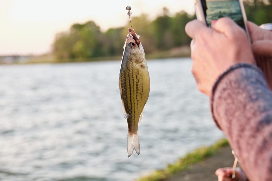 Fish Food Stomach
