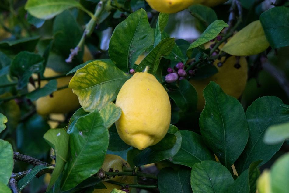 lemon fruit on bush