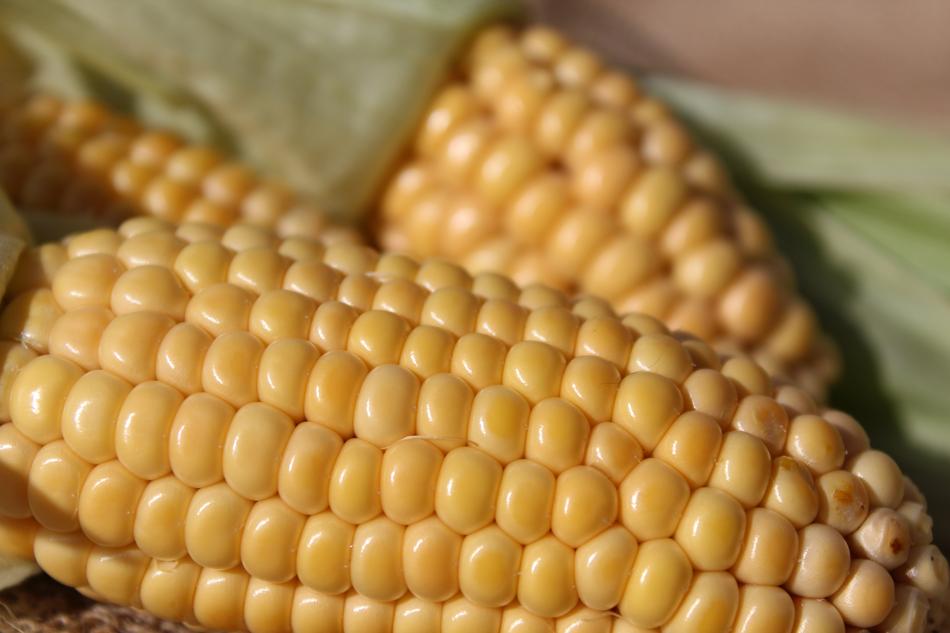 Corn On The Cob Nature