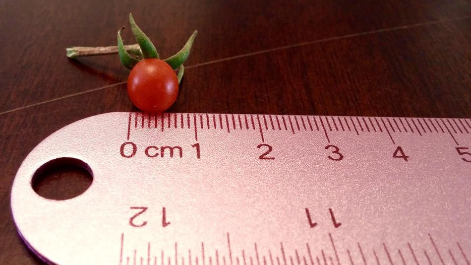 Tomato Tiny Ruler