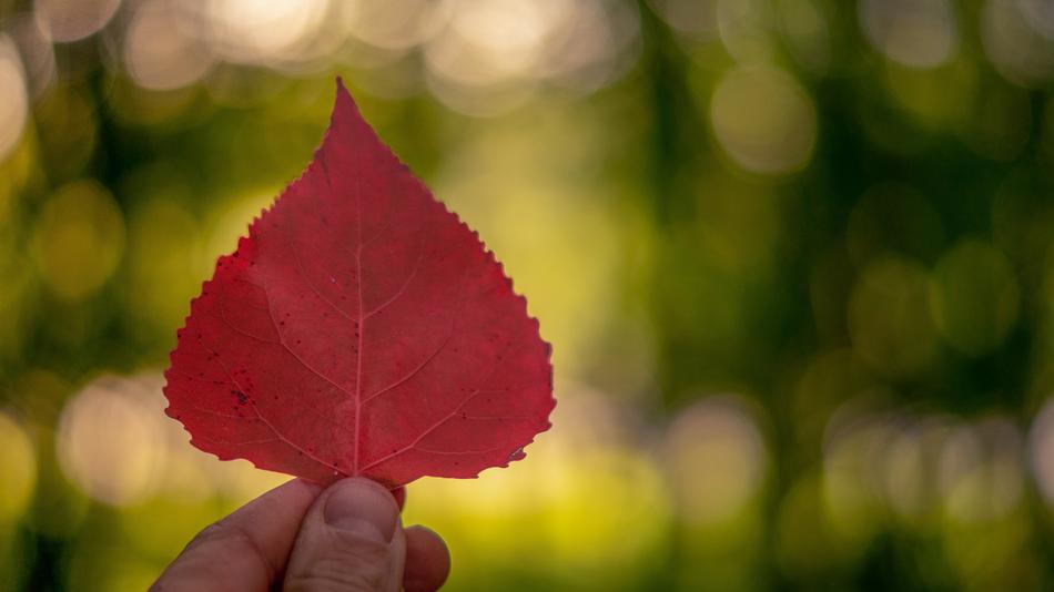 Autumn Leaves Colorful