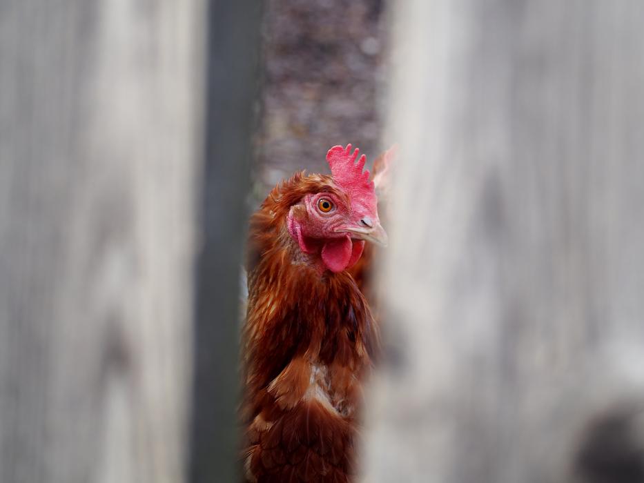 Hen Egg Chicken