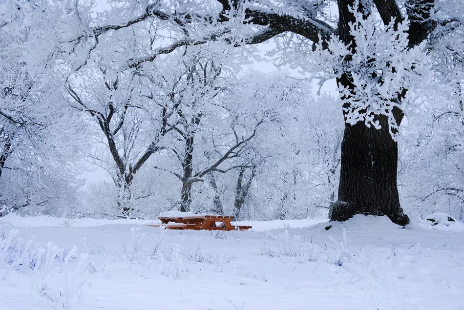 Winter Cold Snow