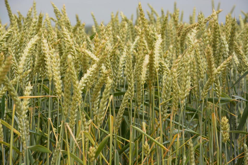 Wheats Culture Harvest
