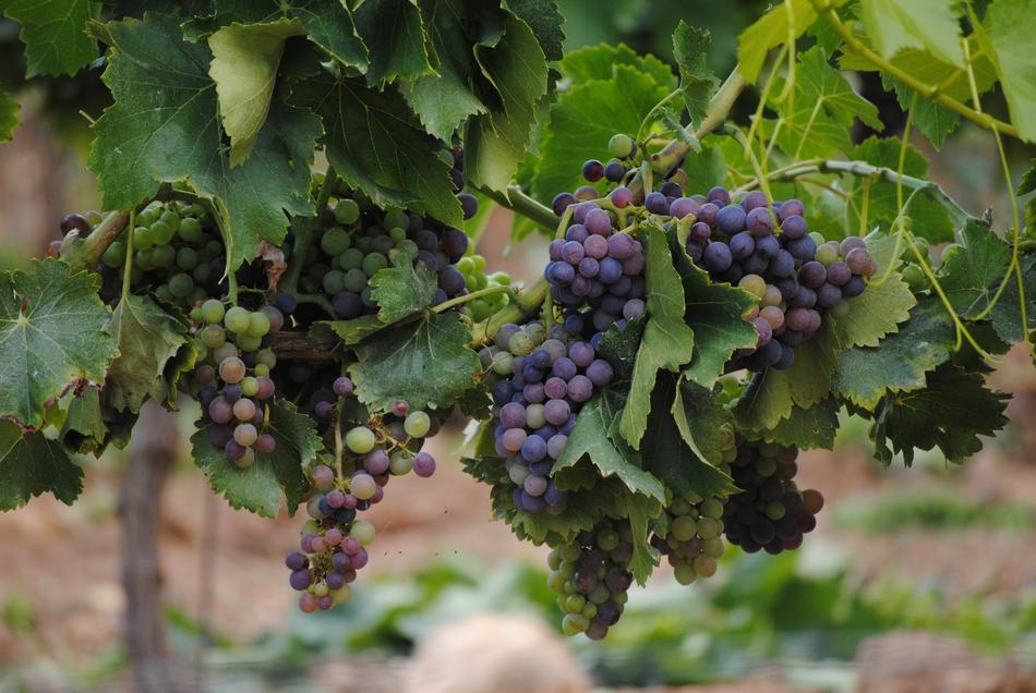 grapes on vine