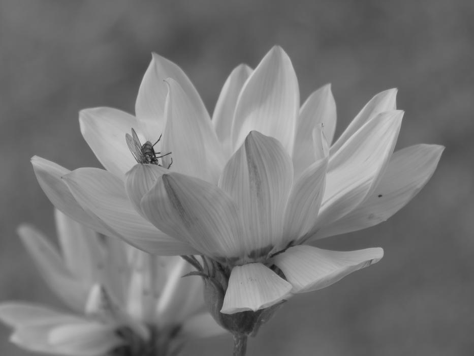 Flower Daisy Calendula
