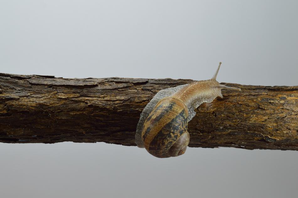 Nature Molluscum Slow