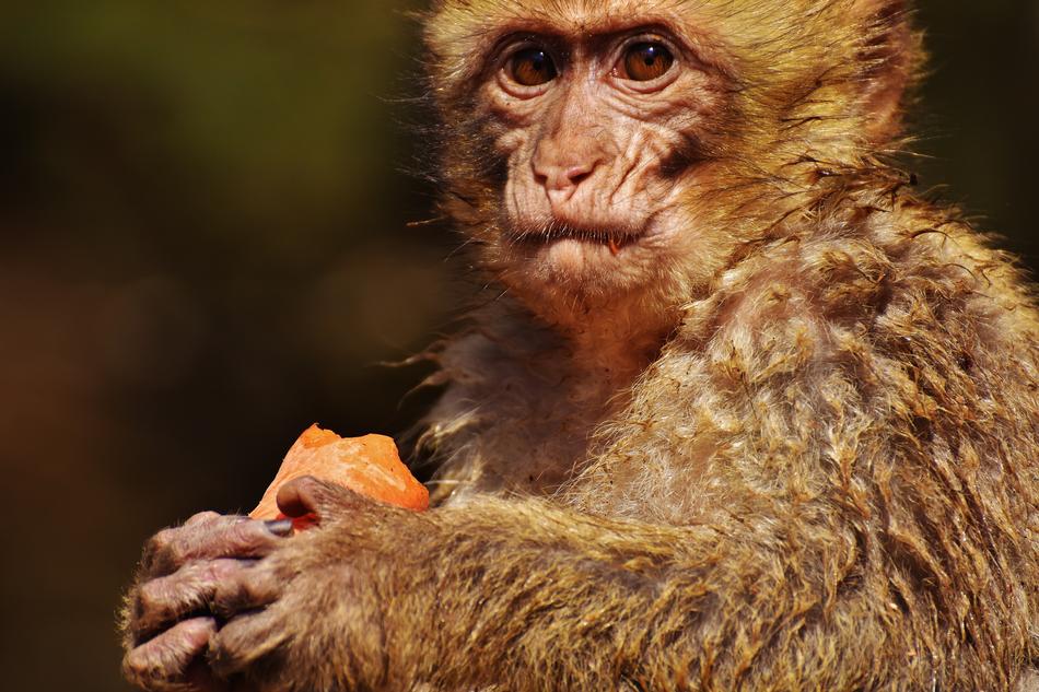Barbary Ape Eat Food Endangered