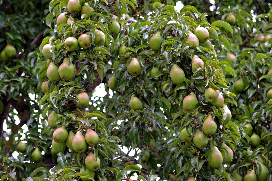 Pears Harvest Pome