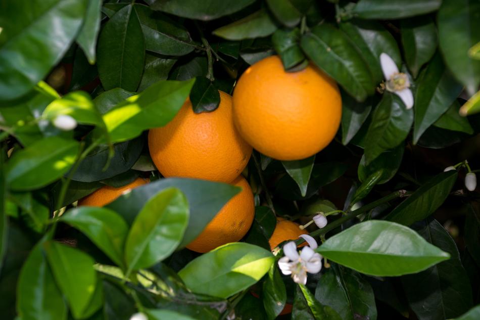 Fruit Leaf Food