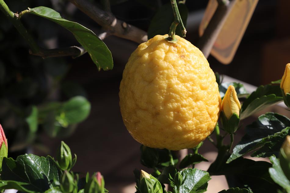 Leaf Fruit Mat